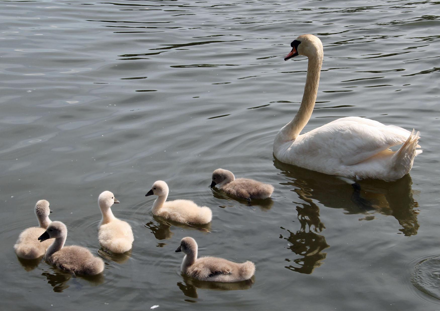 Schwanenkinder unterwegs auf dem Wörlitzer See