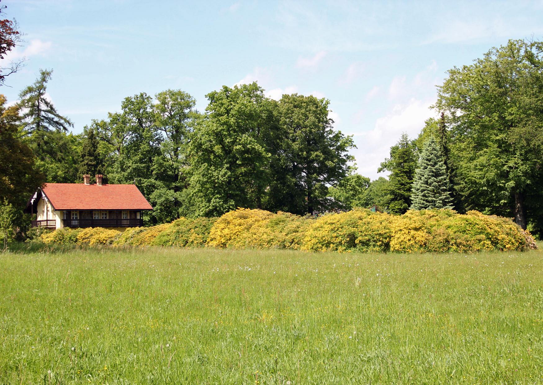 Gelbe Azaleen am Kavalierhaus Park Kromlau