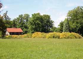 Gelbe Azaleen am Kavalierhaus Park Kromlau