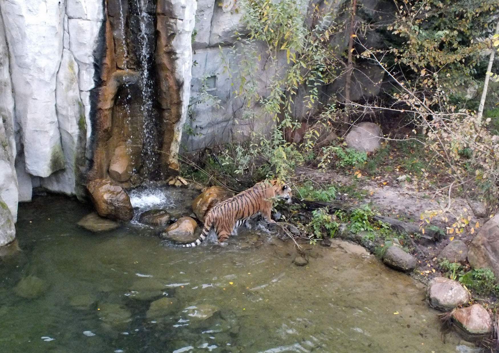 Ausflugsziel Zoo Leipzig Tiger